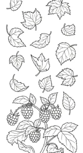 coloriage Framboise a imprimer pour enfant de 4 ans