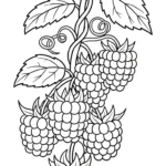 coloriage Framboise et dessin a imprimer