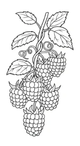coloriage Framboise et dessin a imprimer