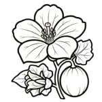coloriage Melon Yubari pour enfant de 4 ans
