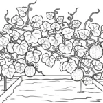 coloriage Melon Yubari à imprimer pour enfant de 4 ans