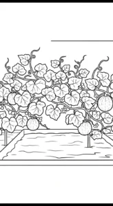 coloriage Melon Yubari à imprimer pour enfant de 4 ans